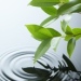 Dotgreen